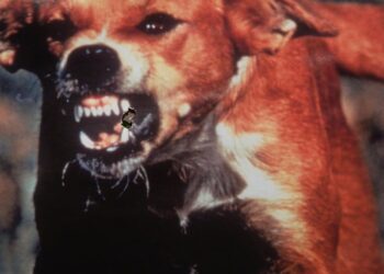 Przypadek wścieklizny w gminie Baranów Sandomierski