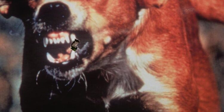 Przypadek wścieklizny w gminie Baranów Sandomierski