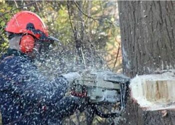 W Mielcu wytną kilkaset drzew.