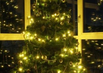 W Tarnobrzegu wybrano najładniejsze choinki.