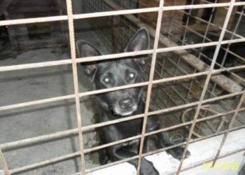 Schronisko dla bezdomnych zwierząt przy ul. Targowej w Mielcu zostało zamknięte i nie przyjmuje nowych lokatorów.