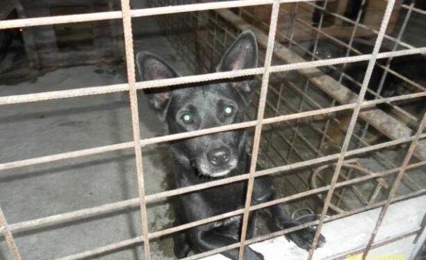 Schronisko dla bezdomnych zwierząt przy ul. Targowej w Mielcu zostało zamknięte i nie przyjmuje nowych lokatorów.