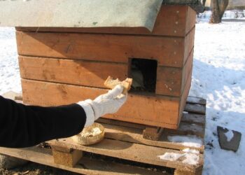 Marzną także zwierzęta