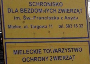 Mieleckiemu schronisku dla bezdomnych zwierząt grozi zamknięcie