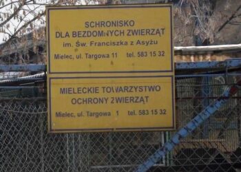 Mielecki magistrat nie chce przejąć schroniska dla bezdomnych zwierząt.