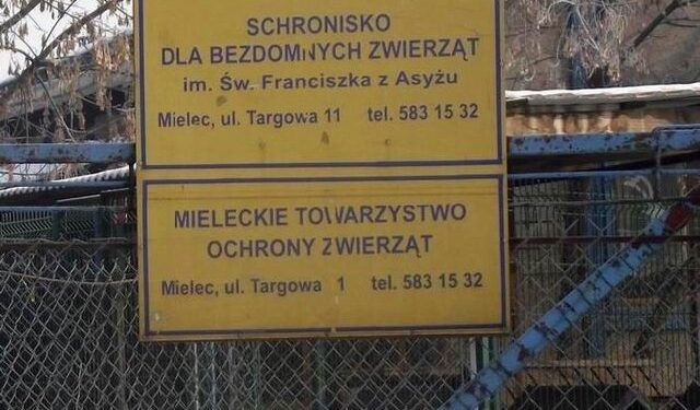 Mielecki magistrat nie chce przejąć schroniska dla bezdomnych zwierząt.