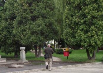 Ptaki wstrzymały Rewitalizację Parku Inwalidów Wojennych w Mielcu.