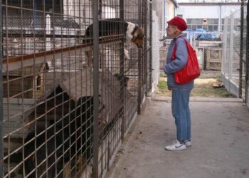 Utworzenie powiatowego schroniska dla bezdomnych zwierząt zaproponowała Mielecka radna Elżbieta Moskal.