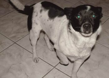 Mielecka Rada Miasta uchwaliła program opieki nad bezdomnymi zwierzętami.