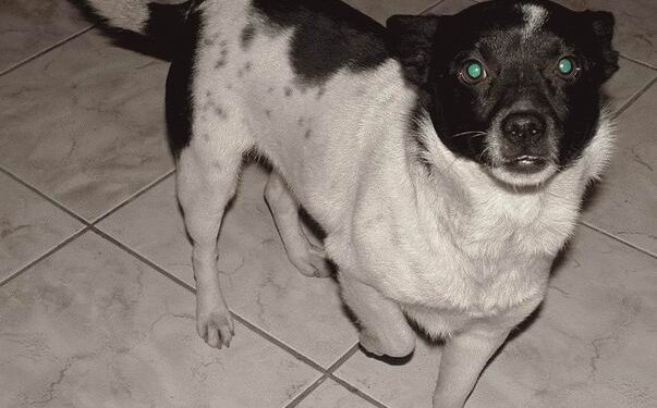 Mielecka Rada Miasta uchwaliła program opieki nad bezdomnymi zwierzętami.