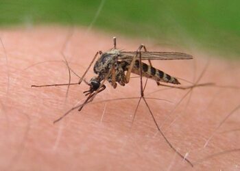 Tarnobrzeg przygotowuje się do walki z komarami