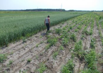 Dziki zmorą gospodarzy