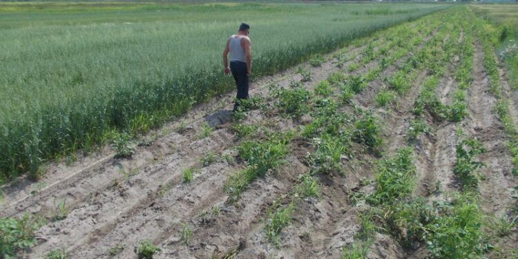 Dziki zmorą gospodarzy