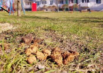 Dosadnie o psich odchodach