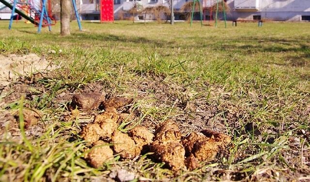 Dosadnie o psich odchodach