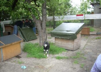 Władze Sandomierza chcą, aby schronisko dla bezpańskich psów stworzyły wspólnie gminy należące do Ekologicznego Związku Gmin Dorzecza Koprzywianki.