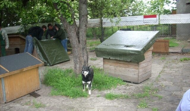 Władze Sandomierza chcą, aby schronisko dla bezpańskich psów stworzyły wspólnie gminy należące do Ekologicznego Związku Gmin Dorzecza Koprzywianki.