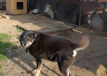 Zakład Utylizacji Odpadów Komunalnych został gospodarzem schroniska dla bezdomnych zwierząt w Mielcu