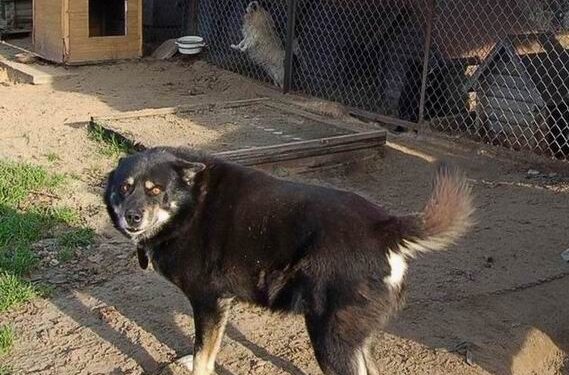 Zakład Utylizacji Odpadów Komunalnych został gospodarzem schroniska dla bezdomnych zwierząt w Mielcu