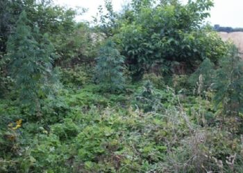 Sandomierscy policjanci zatrzymali mieszkańca gminy Dwikozy podejrzewanego o uprawę konopi indyjskich.