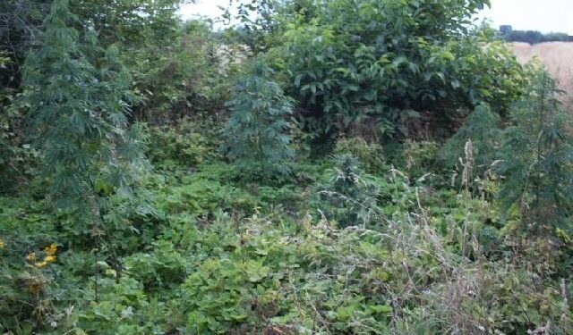 Sandomierscy policjanci zatrzymali mieszkańca gminy Dwikozy podejrzewanego o uprawę konopi indyjskich.