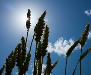 Dożynki w Nawodzicach