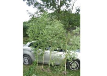 Staszów: Narkotykowe zatrzymanie.