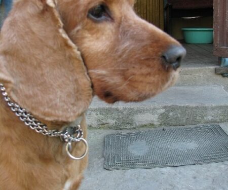 Poszukiwany Spani! Takich historii jest więcej.