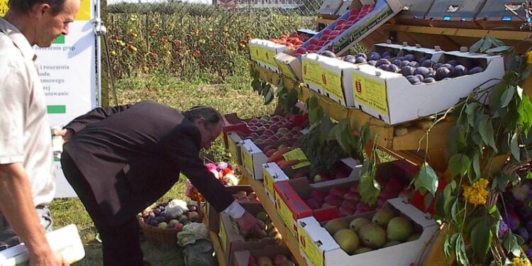 Spadają ceny jabłek przemysłowych w punktach skupu – alarmują sadownicy.