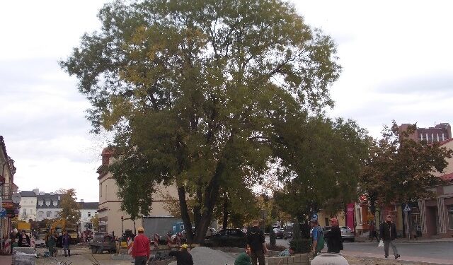 Dorodny perułkowiec popsuł koncepcje budowy miejskich szaletów  w Tarnobrzegu