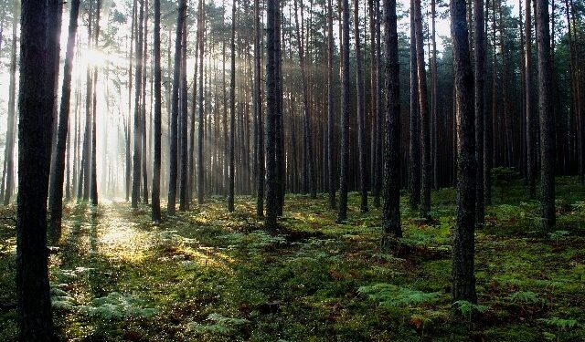 Stalowa. Wola: Skarby powiatu odkryte.
