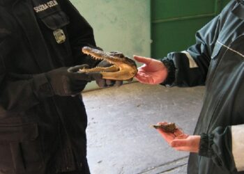 Mielec: Krokodyl w paczce.