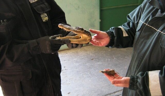 Mielec: Krokodyl w paczce.