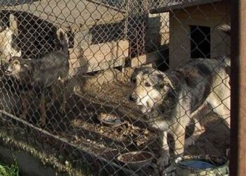 Mielec walczy z bedomnością zwierząt