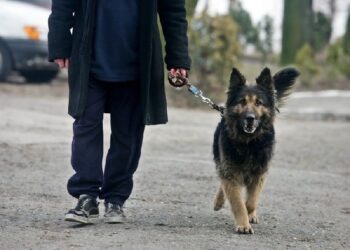 Mielec: Masz czworonoga? Masz obowiązki!