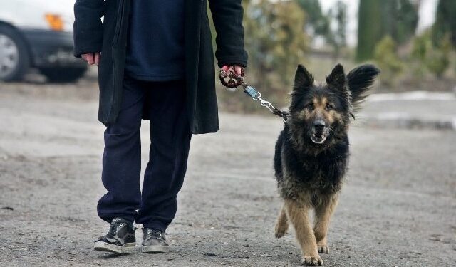 Mielec: Masz czworonoga? Masz obowiązki!