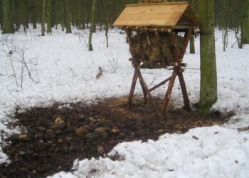Mielec: Wigilijne polowanie.