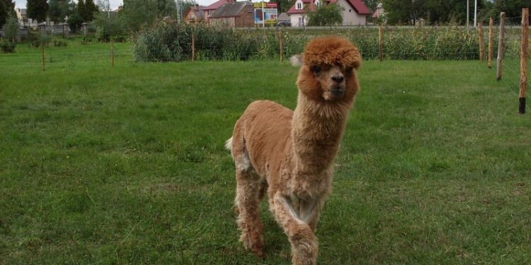 Pochodzą z Chile, a w Tarnobrzegu robią furorę