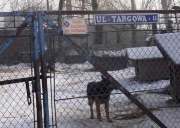 Radykalny spadek liczby psów w mieleckim schronisku dla bezdomnych zwierząt.