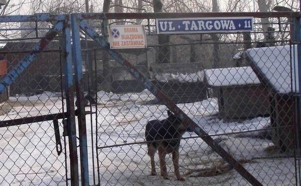 Radykalny spadek liczby psów w mieleckim schronisku dla bezdomnych zwierząt.