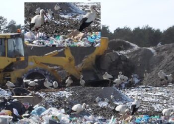 Stalowa Wola: Bociany na wysypisku.