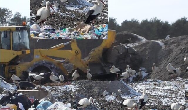 Stalowa Wola: Bociany na wysypisku.