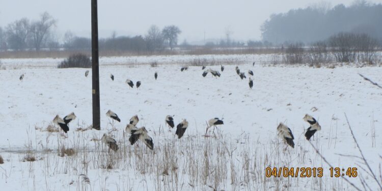 Buda Stalowska , Siedlisko. Kilkadziesiąt bocianów.