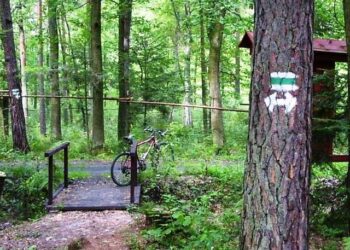 Mielec: Biegi leśnymi ścieżkami mieleckich lasów.