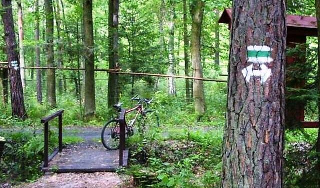 Mielec: Biegi leśnymi ścieżkami mieleckich lasów.
