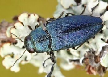 Plaga chrząszczy niszczy mieleckie lasy