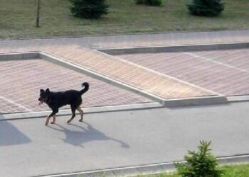 W Mielcu rośnie liczba porzucanych psów.