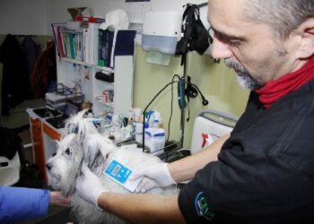 Mielec: Rośnie liczba  zaczipowanych psów.