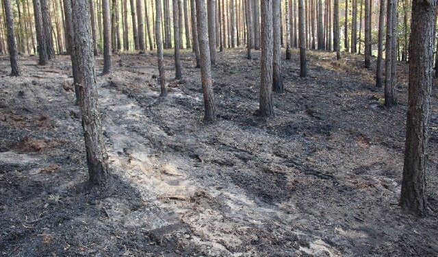 Ulanow: Podpalacz grasuje  strażacy liczą straty.