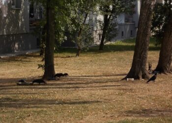 Tarnobrzeg. Wykładanie jedzenia na osiedlach to zagrożenie sanitarno  epidemiologiczne